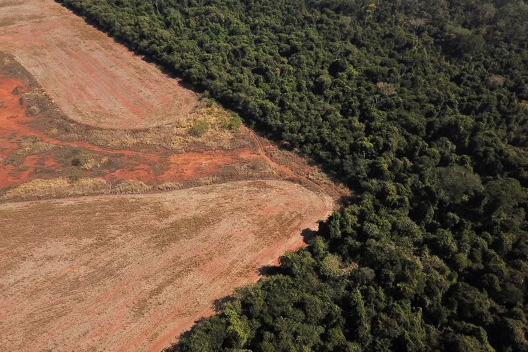 La nueva ley garantizará a los consumidores europeos que los productos que compran no contribuyen a la destrucción y degradación de los bosques. Foto: Infobae