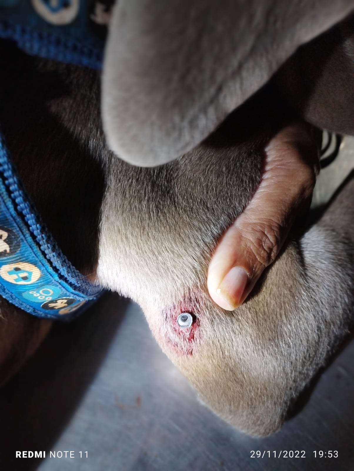 El proyectil impactó en el muslo del perro. Foto: Ministerio Público.