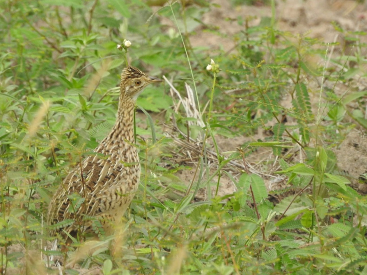 Nothura maculosa. Foto: Luis Doldán.