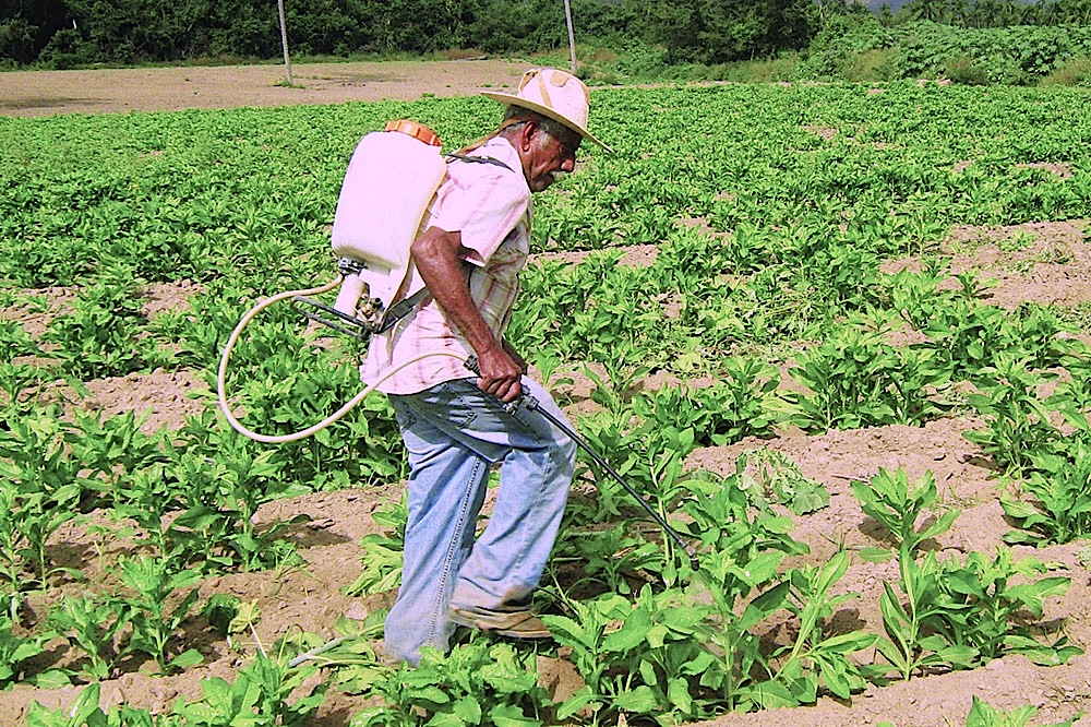 Agricultor paraguayo. Foto: Gentileza