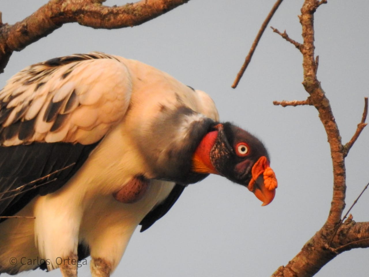 El yryvu ruvicha (Sarcoramphus papa). Foto: Carlos Olmedo