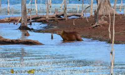 Carpincho ingresando a su hábitat, el agua.Foto: Carlos Ortega