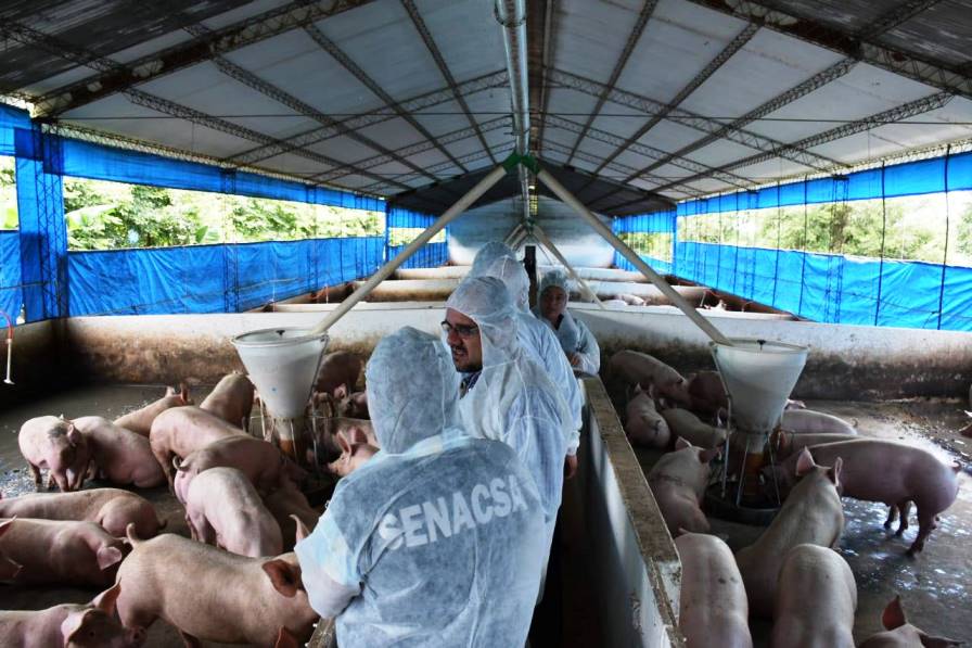 Cría de cerdos. Foto: Gentileza