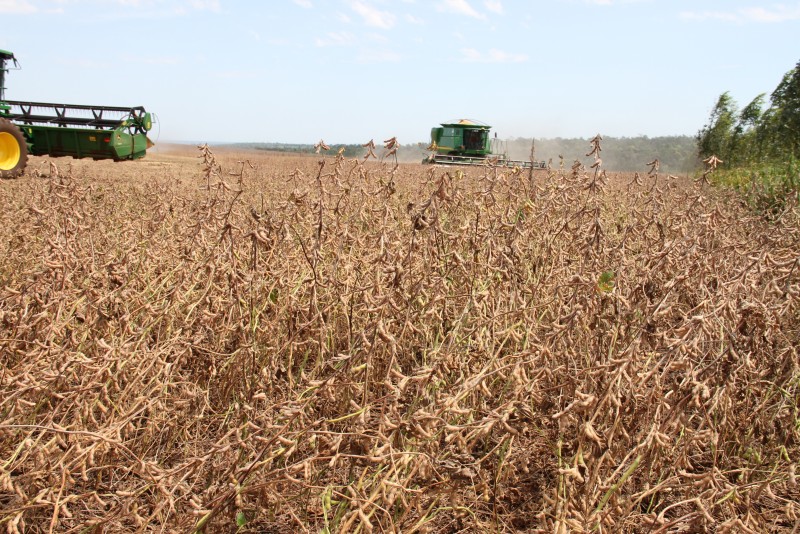 Cultivo de soja. Foto: Gentileza.