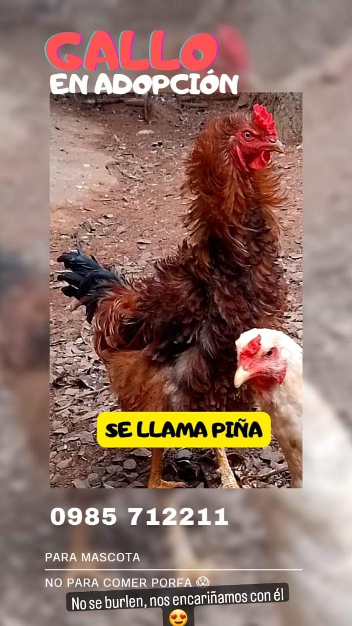 El gallo que se hizo viral por ser dado en adopción. Foto: gentileza.