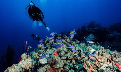 Dos buzos inspeccionan un arrecife de coral en las costas de las Islas Turneffe (Belice). Foto: El País