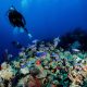 Dos buzos inspeccionan un arrecife de coral en las costas de las Islas Turneffe (Belice). Foto: El País