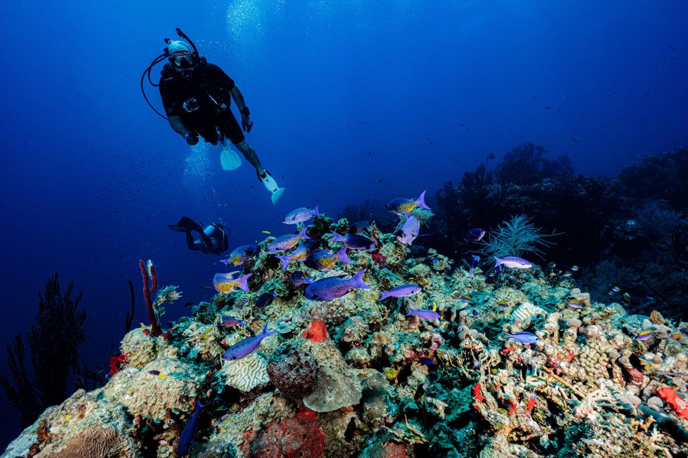 Dos buzos inspeccionan un arrecife de coral en las costas de las Islas Turneffe (Belice). Foto: El País