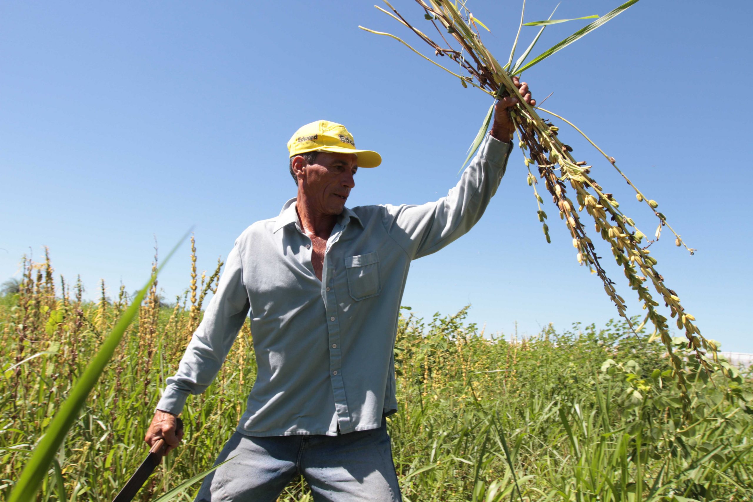 Productor de sésamo. Foto: Gentileza