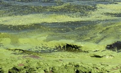 Aspecto verde del lago Ypacaraí. Foto: @Jlcartes