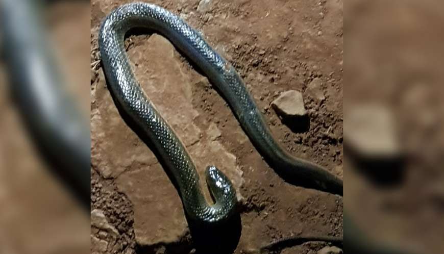 Los vecinos mataron a la serpiente al intentar atraparla. Foto: CDE Hot