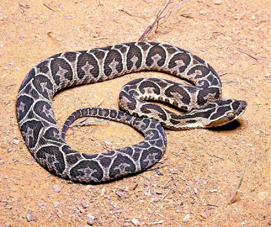 Se reportó una nueva víctima de mordedura de serpiente. Foto: Gentileza