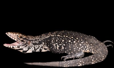 Vista general del cuerpo de un lagarto overo. Foto: Couto Murillo