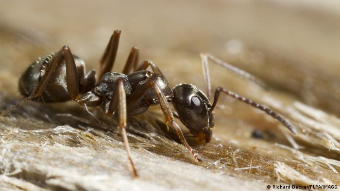 Las hormigas utilizan sus antenas para olfatear el cáncer. Foto: DW