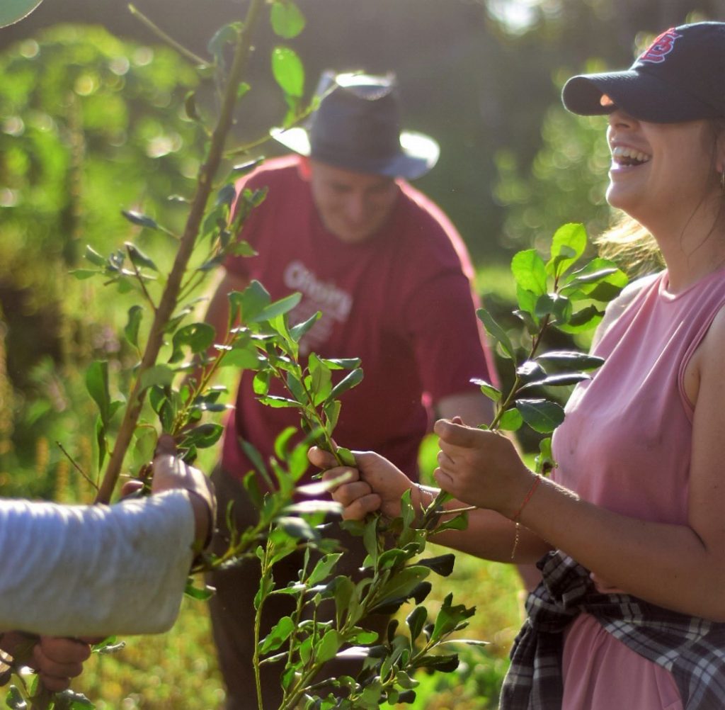 Cosecha de yerba mate en fincas certificadas como agroecológicas. Gentileza