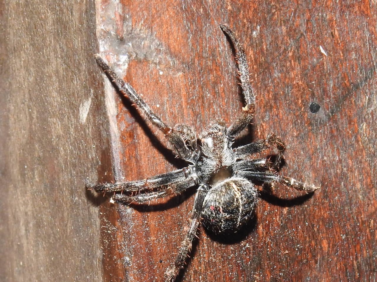 Detalle de la araña tejedora colonial. Foto: Carlos Ortega