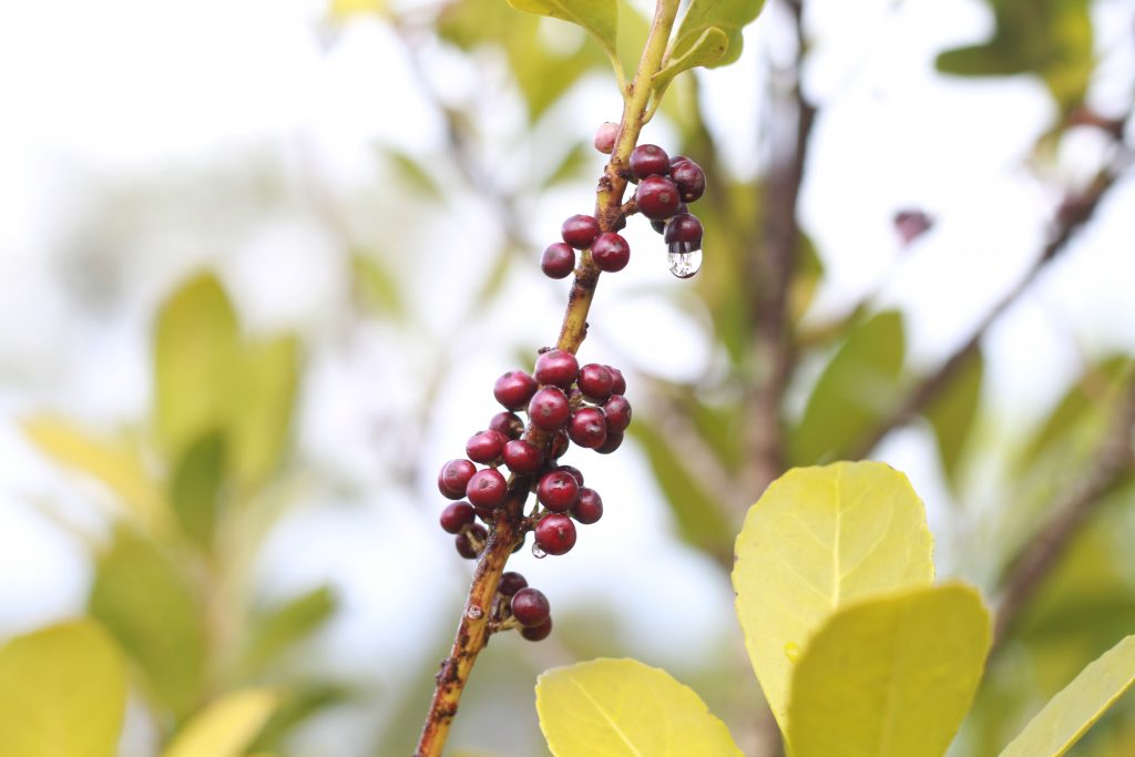 Fruto de la yerba mate. Gentileza