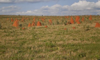 Termiteros - Morombi. Foto: Lidia Pérez de Molas