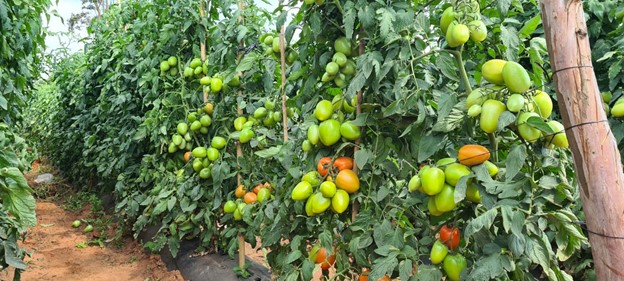Producción de tomates. Foto: Gentileza.