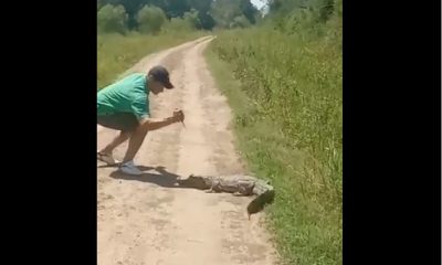 Momento en que la persona hiere con cuchillo al animal. (Captura video)