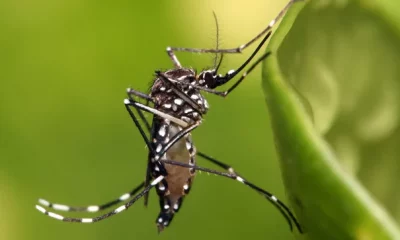 Chikungunya es una enfermedad causada por picadura de mosquitos. Foto: Redaccionmedica