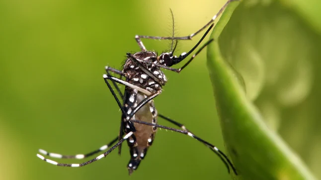 Chikungunya es una enfermedad causada por picadura de mosquitos. Foto: Redaccionmedica