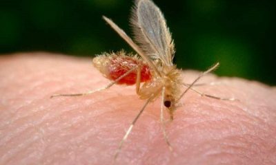 Mosquito transmisor de leishmaniasis. Foto: MSPyBS