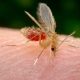 Mosquito transmisor de leishmaniasis. Foto: MSPyBS