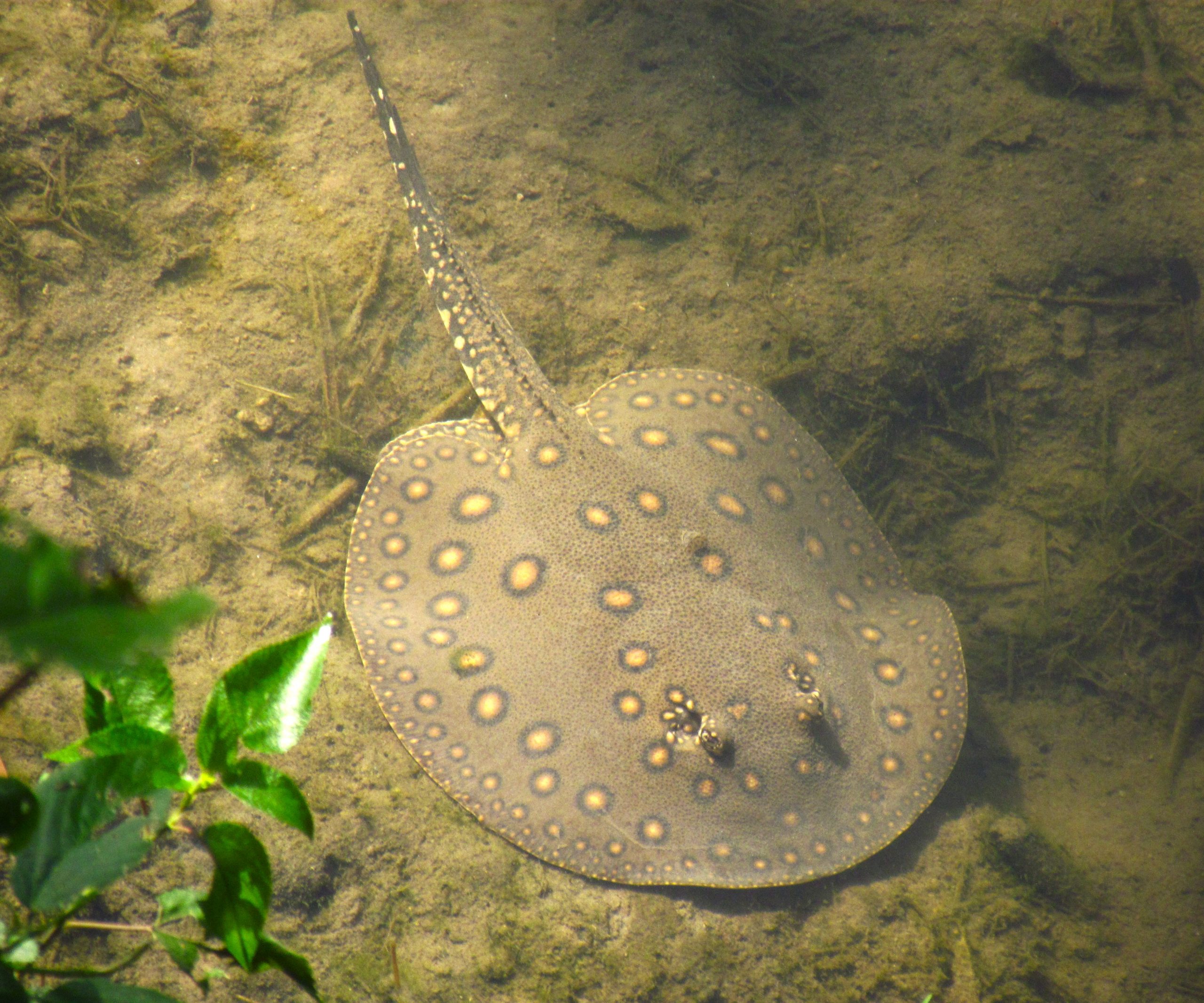 Raya de lunares o javevýi (Potamotrygon motoro) saliendo de su escondite para explorar el lecho del arroyo Tagatiyá, Concepción. Enero 2022. Foto: Rebeca Irala