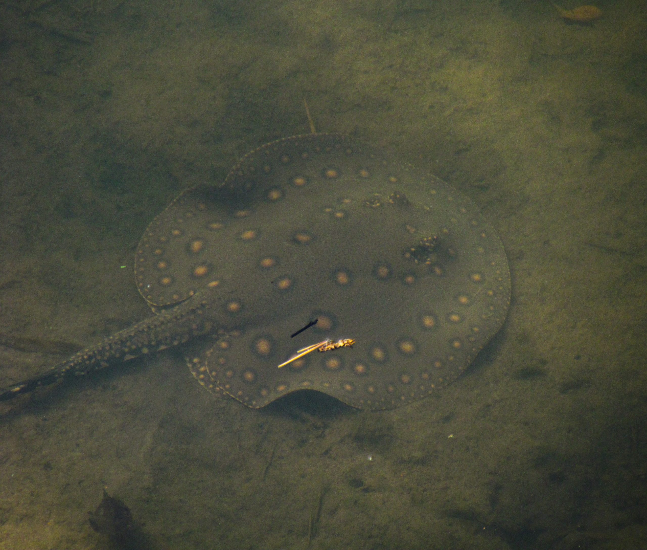 Raya de lunares o javevýi (Potamotrygon motoro). Su estimación poblacional es numerosa y es muy probable de encontrarla en ríos y arroyos de la Cuenca del Paraná y del Paraná. Enero 2022 (Foto por Rebeca Irala).