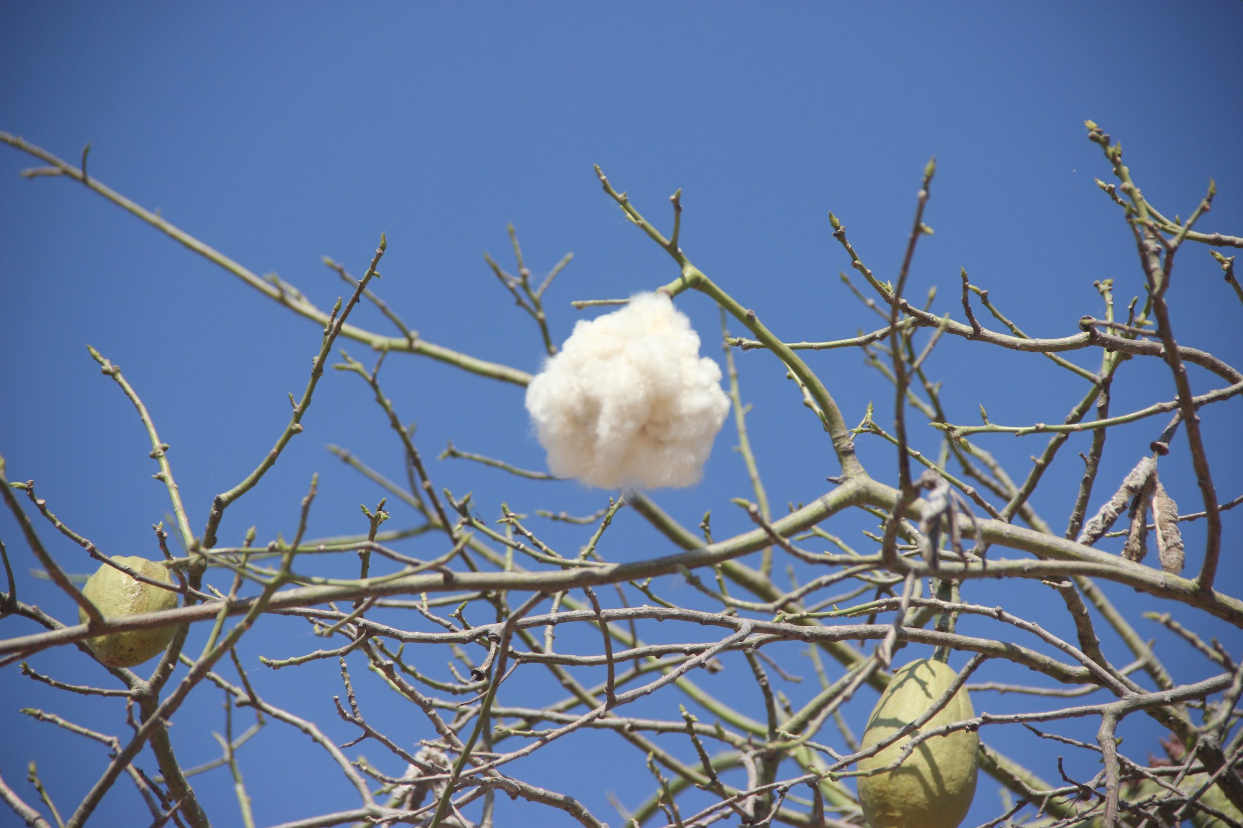 Ceiba chodatii. Foto: Lidia Pérez de Molas