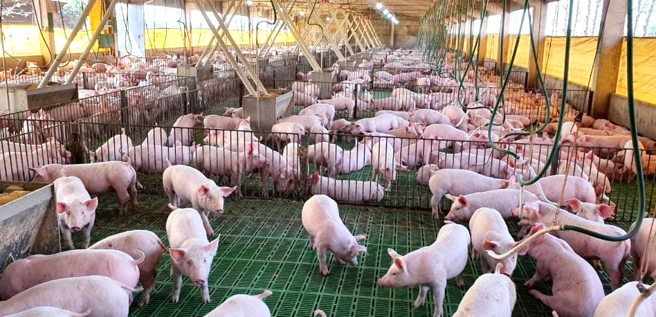 Producción de cerdos para el mercado. Foto: Gentileza.