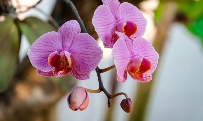 Orquídea. Foto referencial