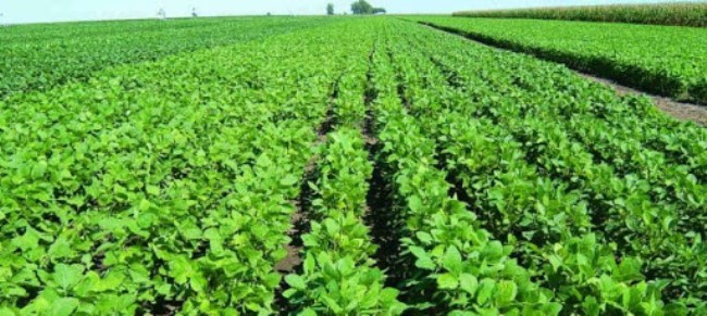 Plantación de soja. Gentileza