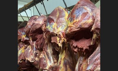 La Fiscalía intervino varias carnicerías por supuestamente comercializar carne de caballo. Foto: Fiscalía
