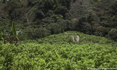 Cultivo de coca. Foto: DW