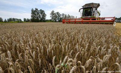 Hubo un aumento en la producción de cereales. Hubo un aumento en la producción de cereales. Foto: DW.