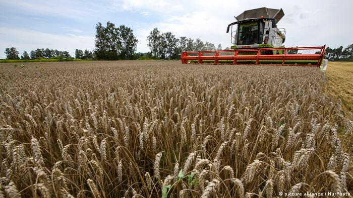 Hubo un aumento en la producción de cereales. Hubo un aumento en la producción de cereales. Foto: DW.