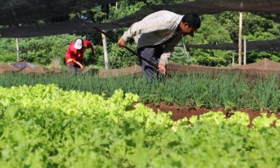 Plantación de lechuga. Foto:Gentileza.