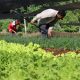 Plantación de lechuga. Foto:Gentileza.