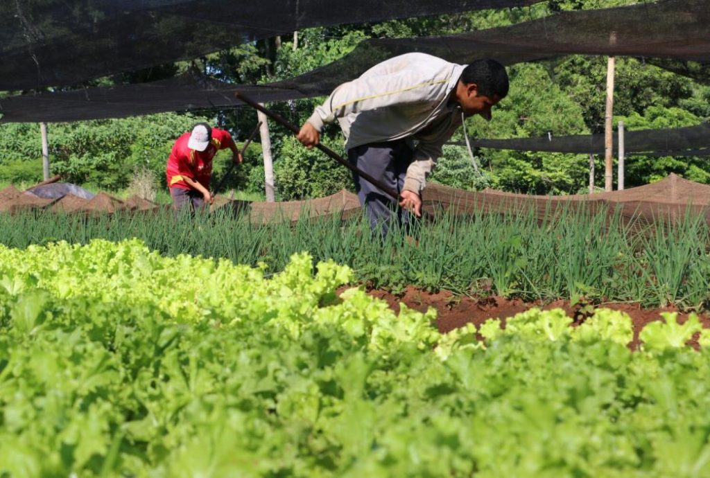 Plantación de lechuga. Foto:Gentileza.