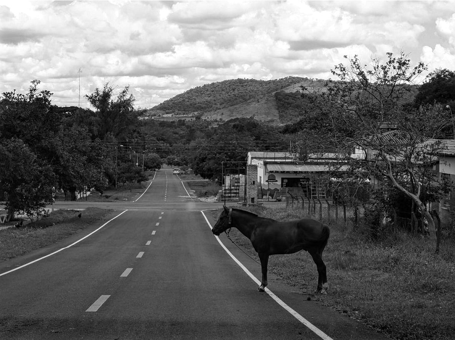 Esteban Caballero. "Caballo esperando el bus". Cortesía