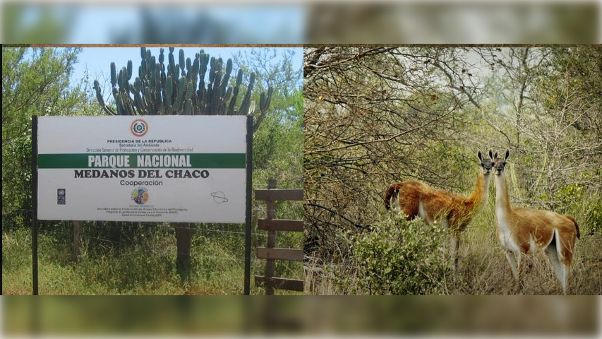 Parque Nacional Médanos del Chaco. (Gentileza)