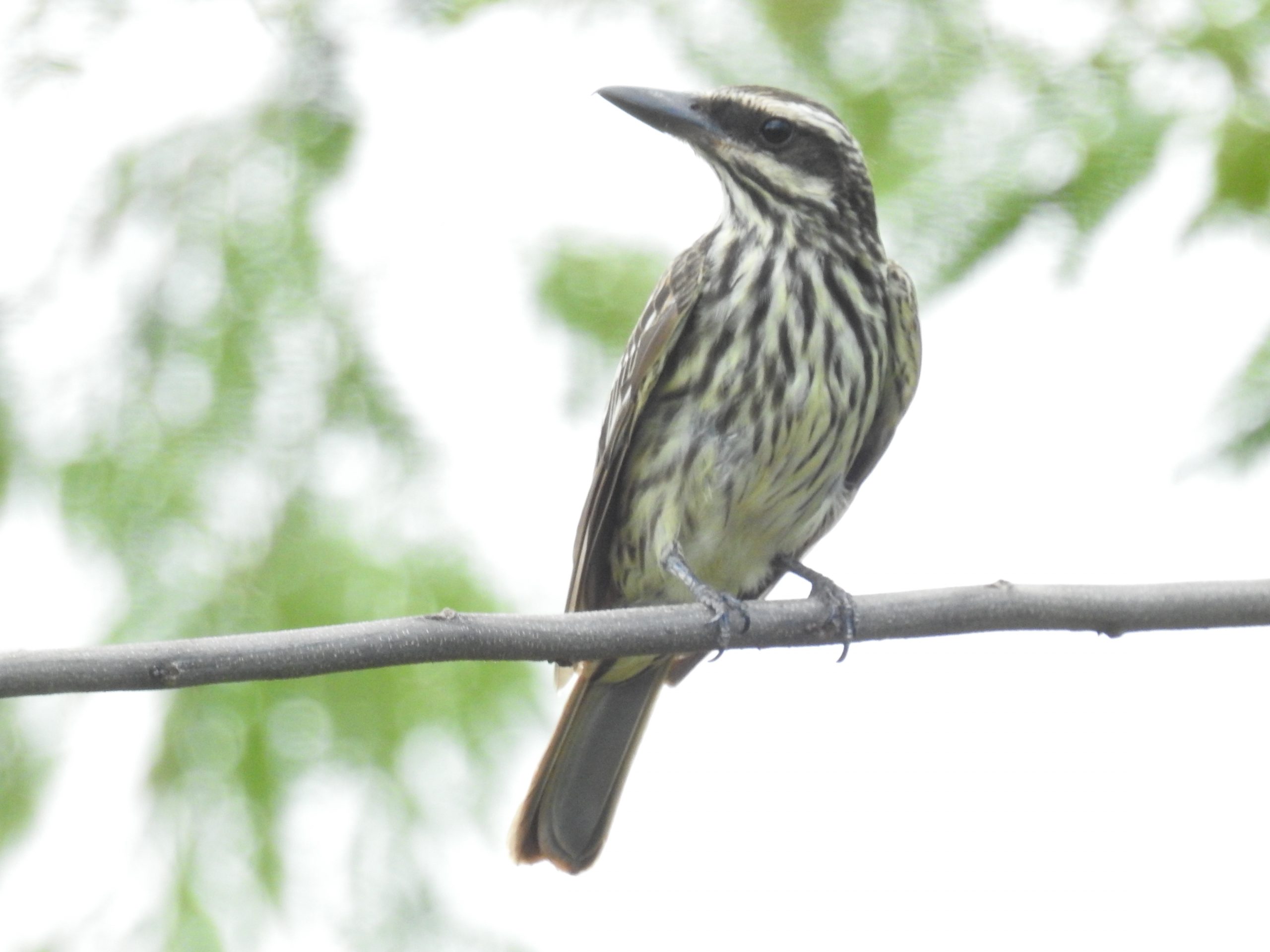  Myiodynastes maculatus. Foto: Carlos Ortega.