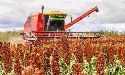 Producción de sorgo. Foto: Gentileza.