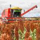 Producción de sorgo. Foto: Gentileza.