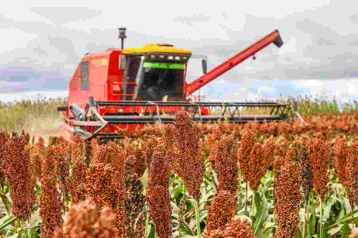 Producción de sorgo. Foto: Gentileza.