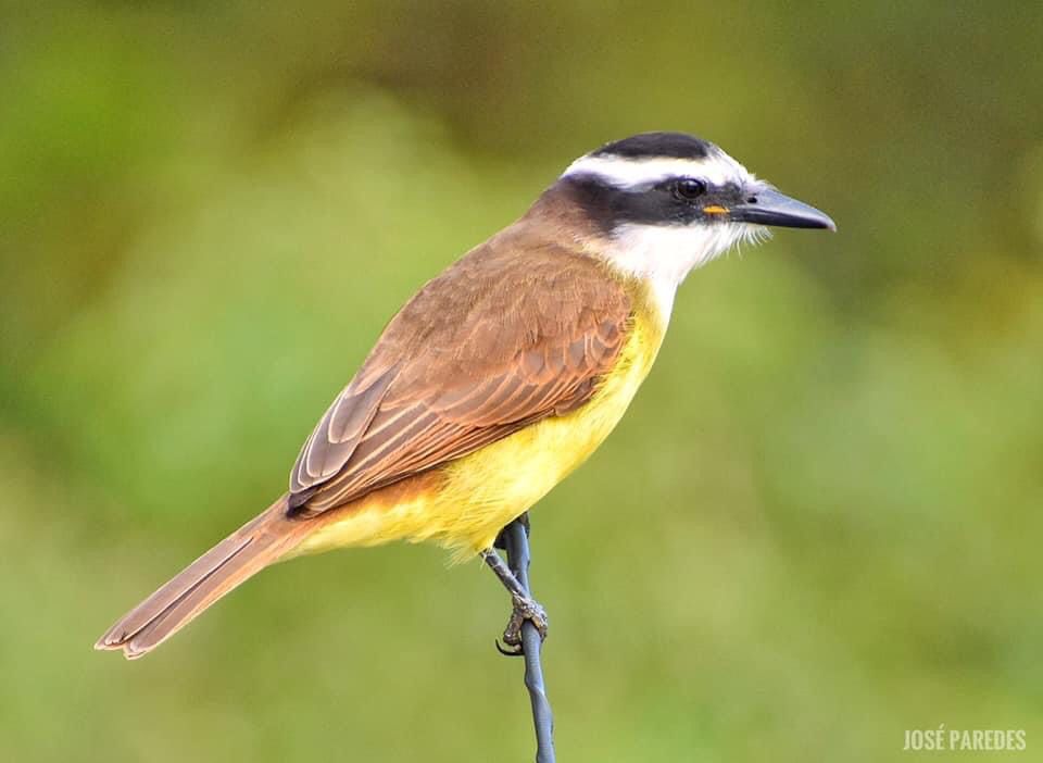 Myiozetetes cayanensis. Foto: José María Paredes