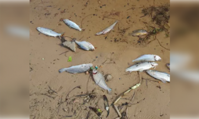 Varios peces muertos en zona de la Costanera de Asunción. Foto: 650 AM