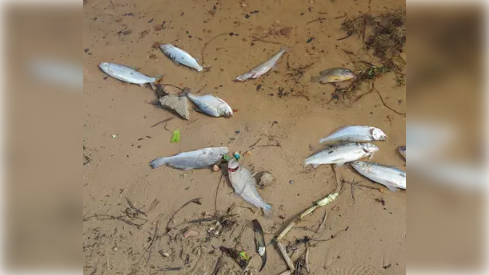 Varios peces muertos en zona de la Costanera de Asunción. Foto: 650 AM